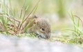 Cute little wild mouse on the grass - PhotoDune Item for Sale