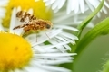 Little fly resting on a white flower - PhotoDune Item for Sale