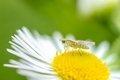 A beautiful close up flower with small insect on top - PhotoDune Item for Sale