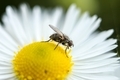 Fly on a white flower on top - PhotoDune Item for Sale