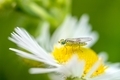 Cute fly on a flower from up close - PhotoDune Item for Sale