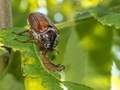 A big bug resting on a leaf - PhotoDune Item for Sale