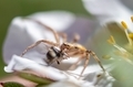 Spider caught a fly on the white flower - PhotoDune Item for Sale