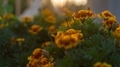 Yellow and orange marigold flowers photographed during the golden hour - PhotoDune Item for Sale