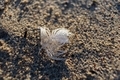 White feather with dew water drops  - PhotoDune Item for Sale