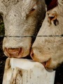 Cows licking a salt block - PhotoDune Item for Sale