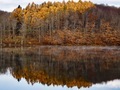 Patch of larch trees - PhotoDune Item for Sale