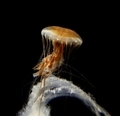 Beautiful jellyfish swimming by each other  - PhotoDune Item for Sale