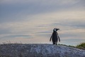 Penguin from behind at sunrise on a rock. - PhotoDune Item for Sale