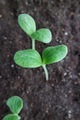 Seedlings  - PhotoDune Item for Sale
