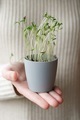 Spring season sprouting in pots young vegetables. Hand holding young sprouts in the grey pot. - PhotoDune Item for Sale