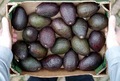 Box of avocados  - PhotoDune Item for Sale