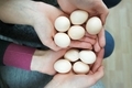 Hands full with mini chicken eggs. - PhotoDune Item for Sale