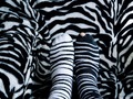 Zebra feet - PhotoDune Item for Sale