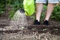 Man watering young cucumber seedlings in the garden. Slow and sustainable living. - PhotoDune Item for Sale