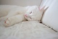 White cat sleeping on the white couch.  - PhotoDune Item for Sale
