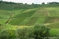 Green landscape of hills with growing grapes . - PhotoDune Item for Sale