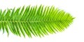 Green fern leave on the white background  - PhotoDune Item for Sale