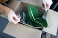 Living plants unpacking at home. Buying and selling online. - PhotoDune Item for Sale