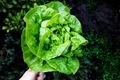 Fresh from the garden green lettuce. - PhotoDune Item for Sale