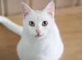 Our white cat. - PhotoDune Item for Sale