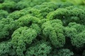 Green kale cabbage.  - PhotoDune Item for Sale