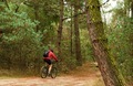Staying fit at any age. Bicyclists cycling through the woods. - PhotoDune Item for Sale