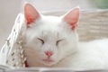 Sleeping white cat inside the white basket. - PhotoDune Item for Sale