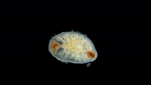 Flatworm Under Microscope, Turbellaria Class, Order Polycladida