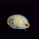 Flatworm Under Microscope, Turbellaria Class, Order Polycladida - VideoHive Item for Sale