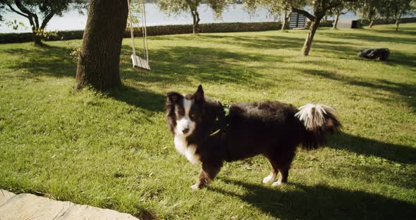 Wide shot of a black dog standing in the garden waiting for treats. Robotic lawn mower in the backgr