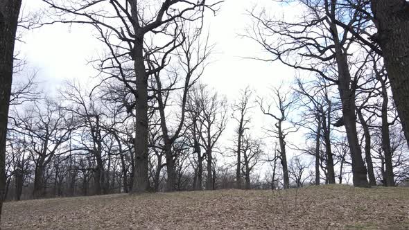 Aerial View of a Forest Without Leaves Slow Motion