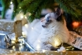 Ragdoll kitty laying under the Christmas tree  - PhotoDune Item for Sale