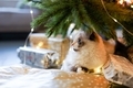 Ragdoll kitty laying under the Christmas tree - PhotoDune Item for Sale