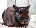 Black rabbit enjoys sitting in the sun. - PhotoDune Item for Sale