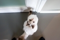 Cute cat sitting by the door and looking straight to the camera. Top view grey background  - PhotoDune Item for Sale