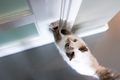 Cute cat sitting by the door. - PhotoDune Item for Sale