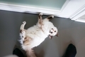 Cute cat laying by the door. Top view and grey background  - PhotoDune Item for Sale
