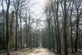 Unrecognizable people walking in the spring forest. - PhotoDune Item for Sale