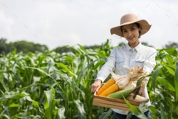 eld for inspection before harvesting at farm.