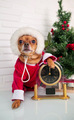 funny cute adorable dog in christmas santa claus costume and hat with clock and christmas tree - PhotoDune Item for Sale