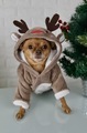 Cute doggy dressed in a new year's deer costume - PhotoDune Item for Sale