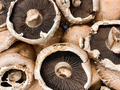 Large Portabello Mushrooms  - PhotoDune Item for Sale