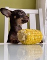 cute and funny little dog sits at the table waiting for a cooked corn dinner - PhotoDune Item for Sale