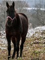 Horse  - PhotoDune Item for Sale