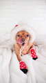 a little dog in red socks and a santa claus hat lies with his tongue outstretched on a white blanket - PhotoDune Item for Sale