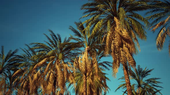 Coconut Palm Trees on Blue Sky