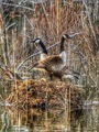 Geese protecting their eggs  - PhotoDune Item for Sale