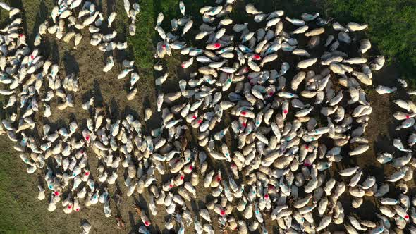 Aerial View of a Herd of Sheep