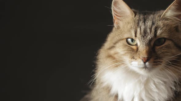 Cat on black dark studio background, sleepy fluffy Siberian cat, concept of pets